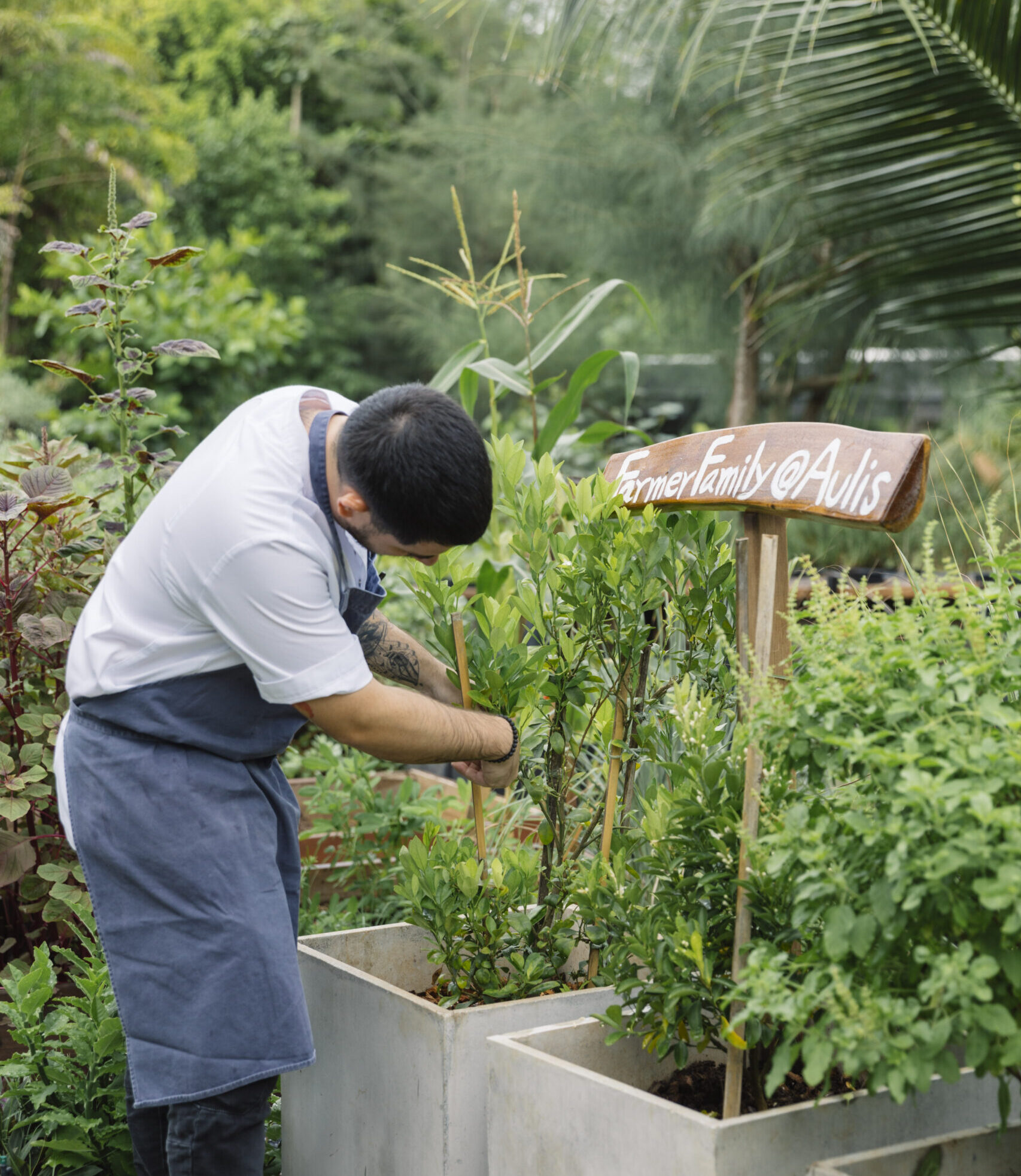 A chef picking herbs from a tree in a garden